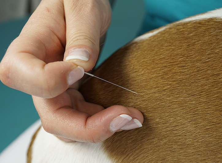 acupuncture-service-featured acupuncture-service-featured
