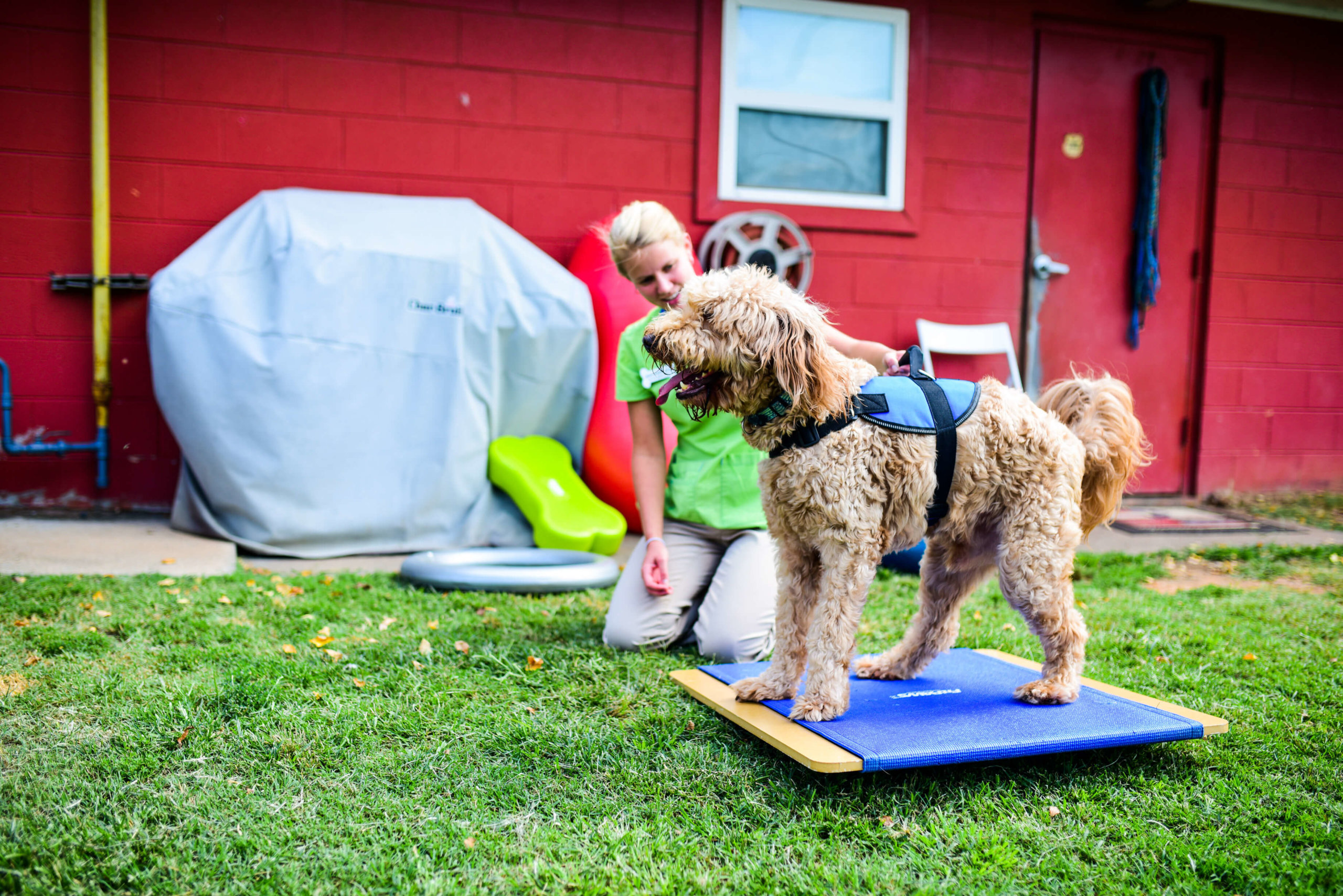 Canine Rehabilitation dalton