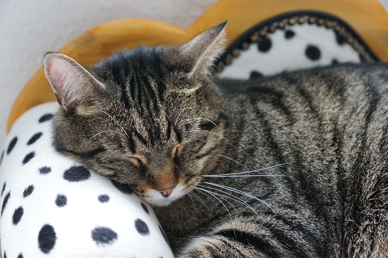 07-sleeping-cat cat dermatology services at Dalton Animal Care South