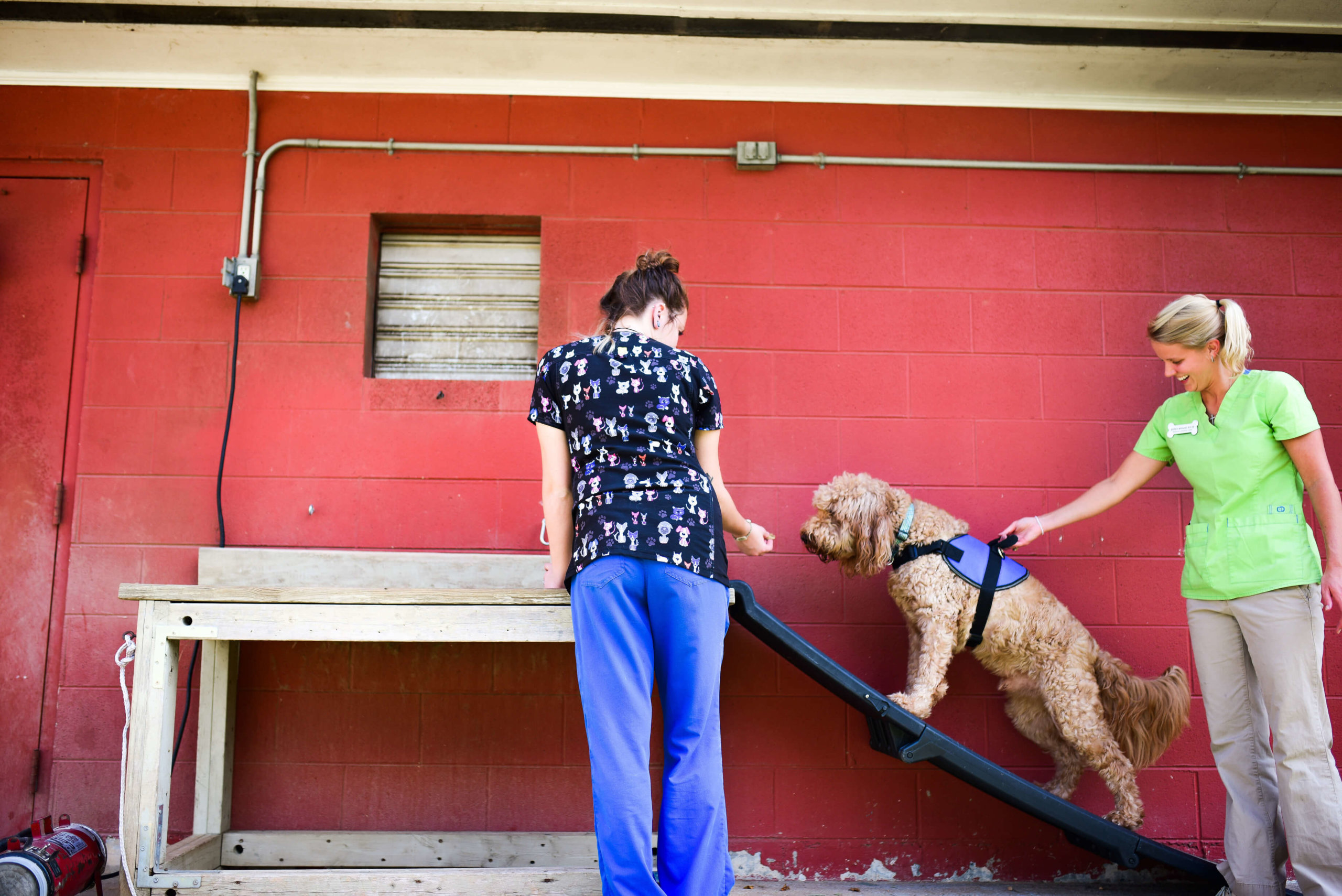 Canine Rehabilitation in Dalton, GA