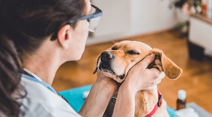 canine preventative care in Dalton, GA
