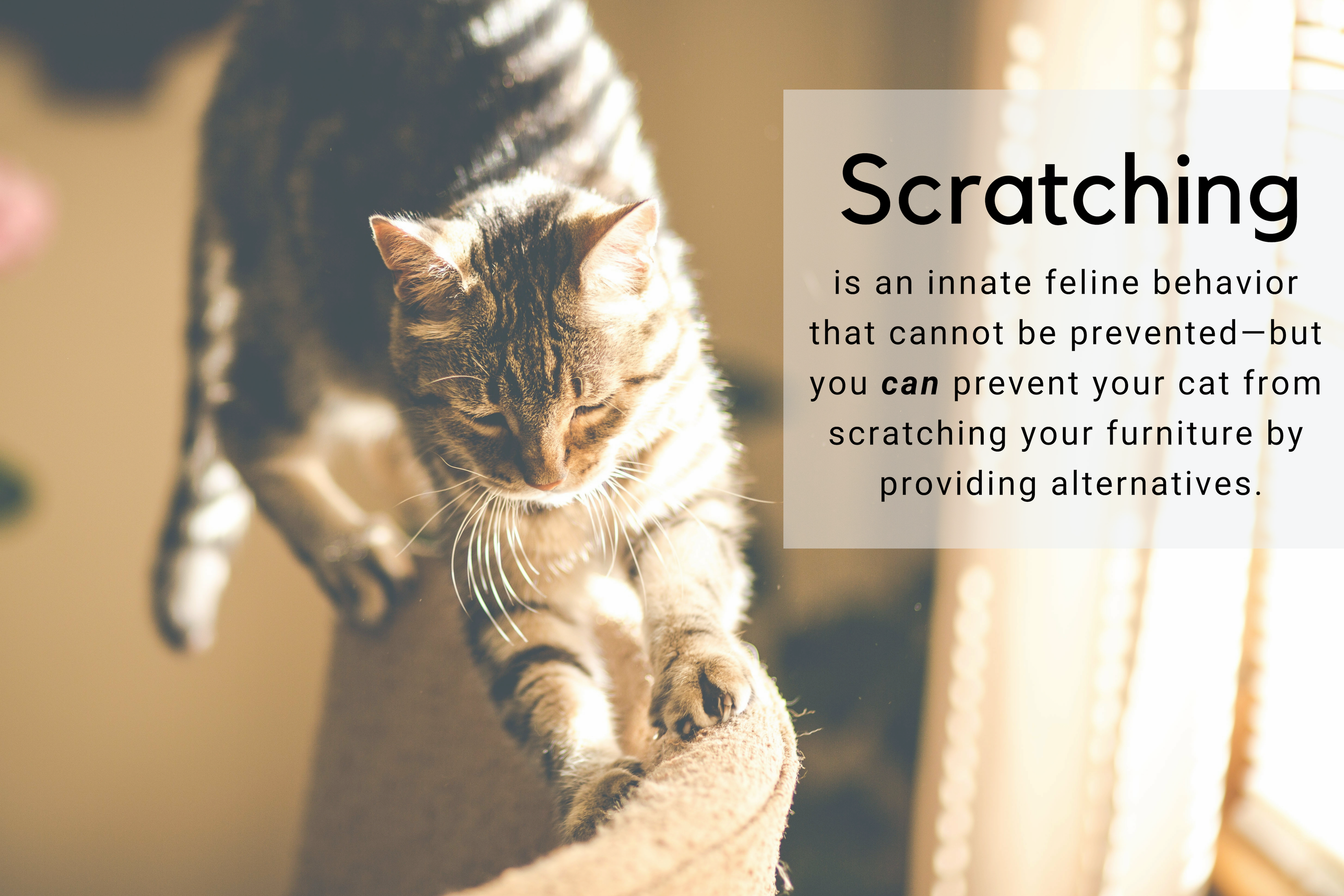 5 Tips to Curb Your Cat's Scratching