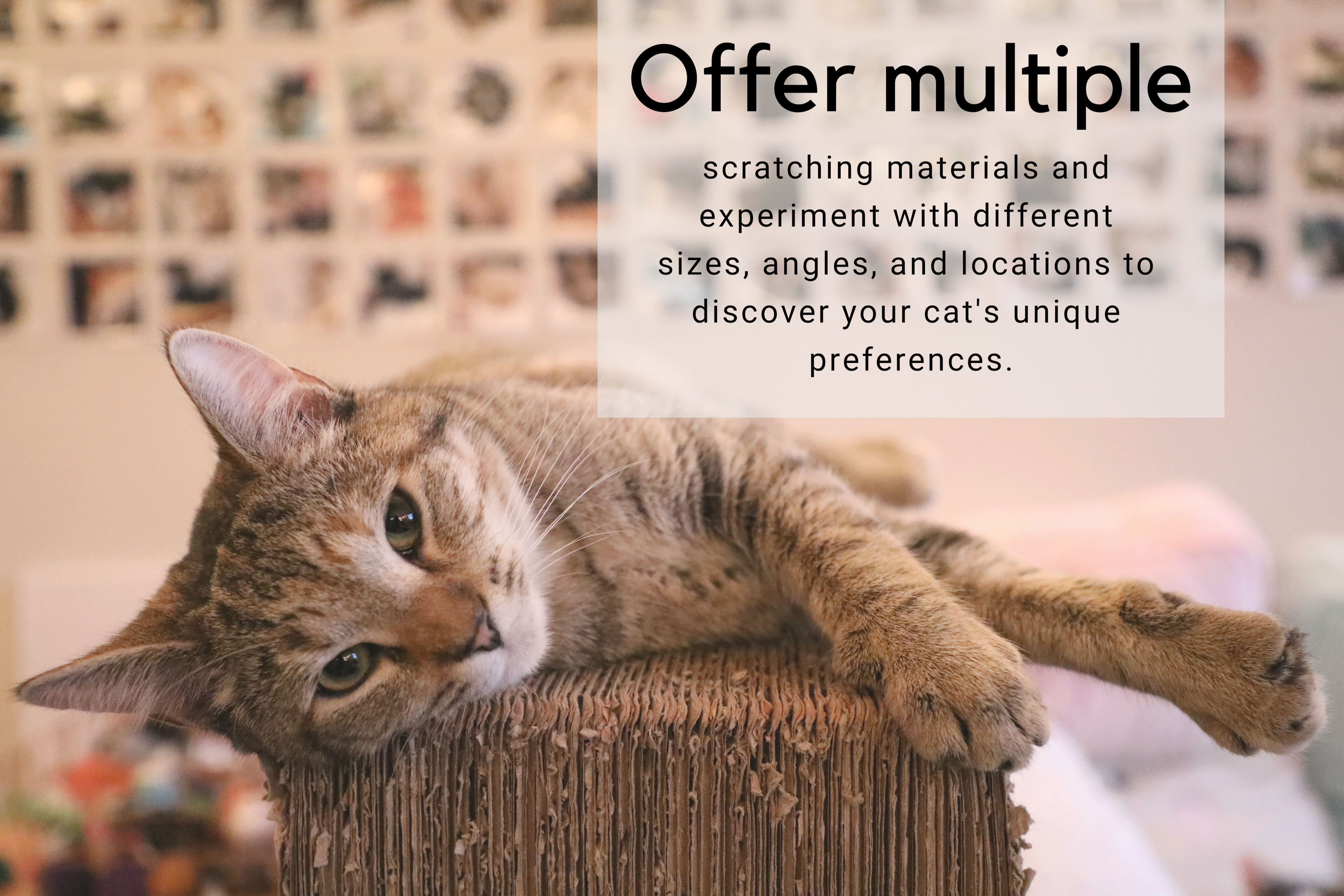 Offer multiple scratching materials and experiment with different sizes, angles, and locations to discover your cat's unique preferences.