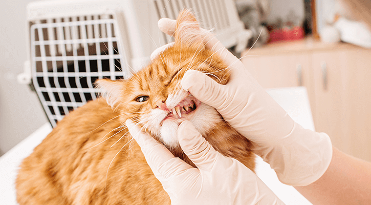 Cat Dental Care in Dalton, GA