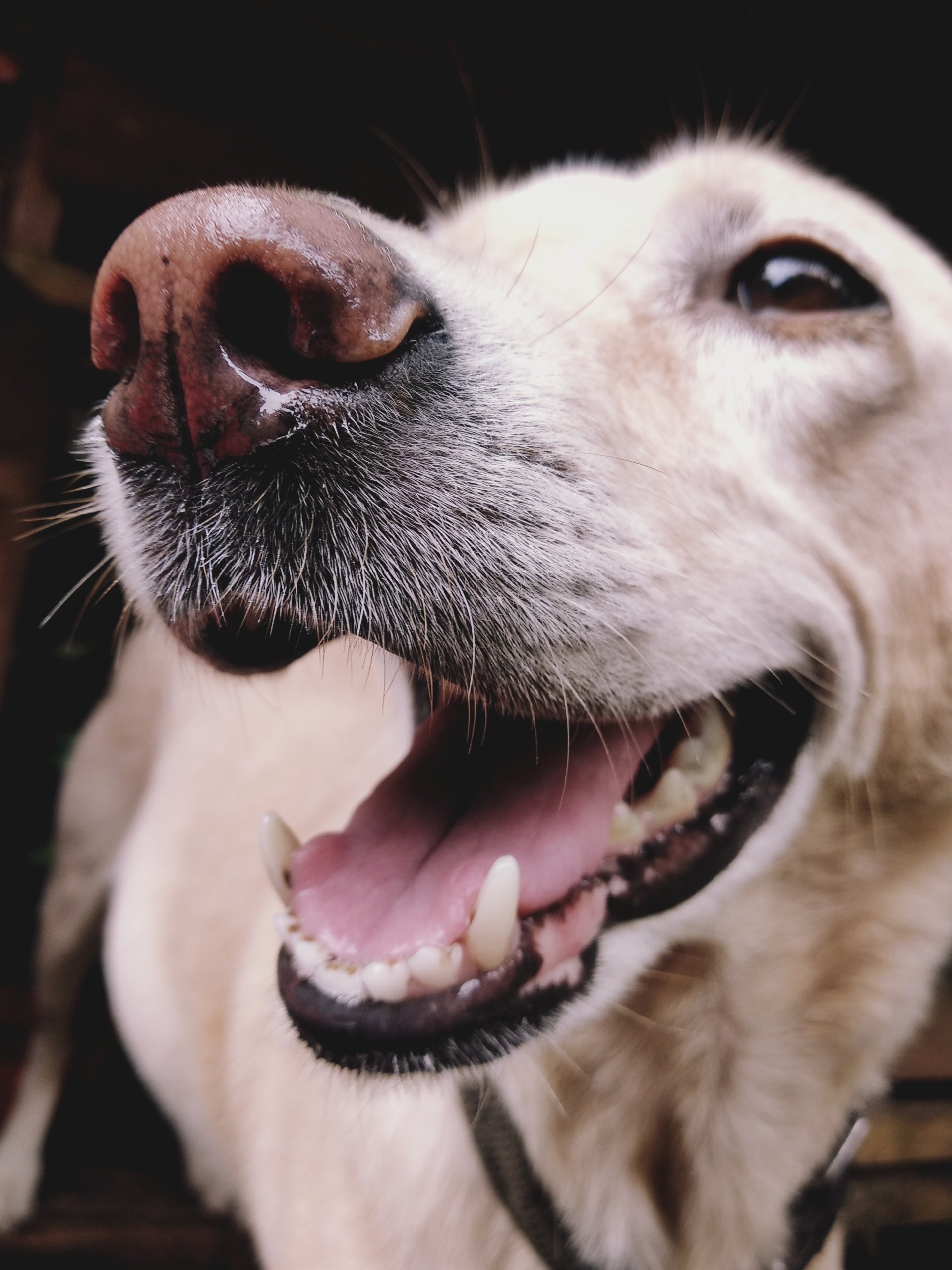 How to Care For Your Pets Teeth | Dalton Animal Care (South)