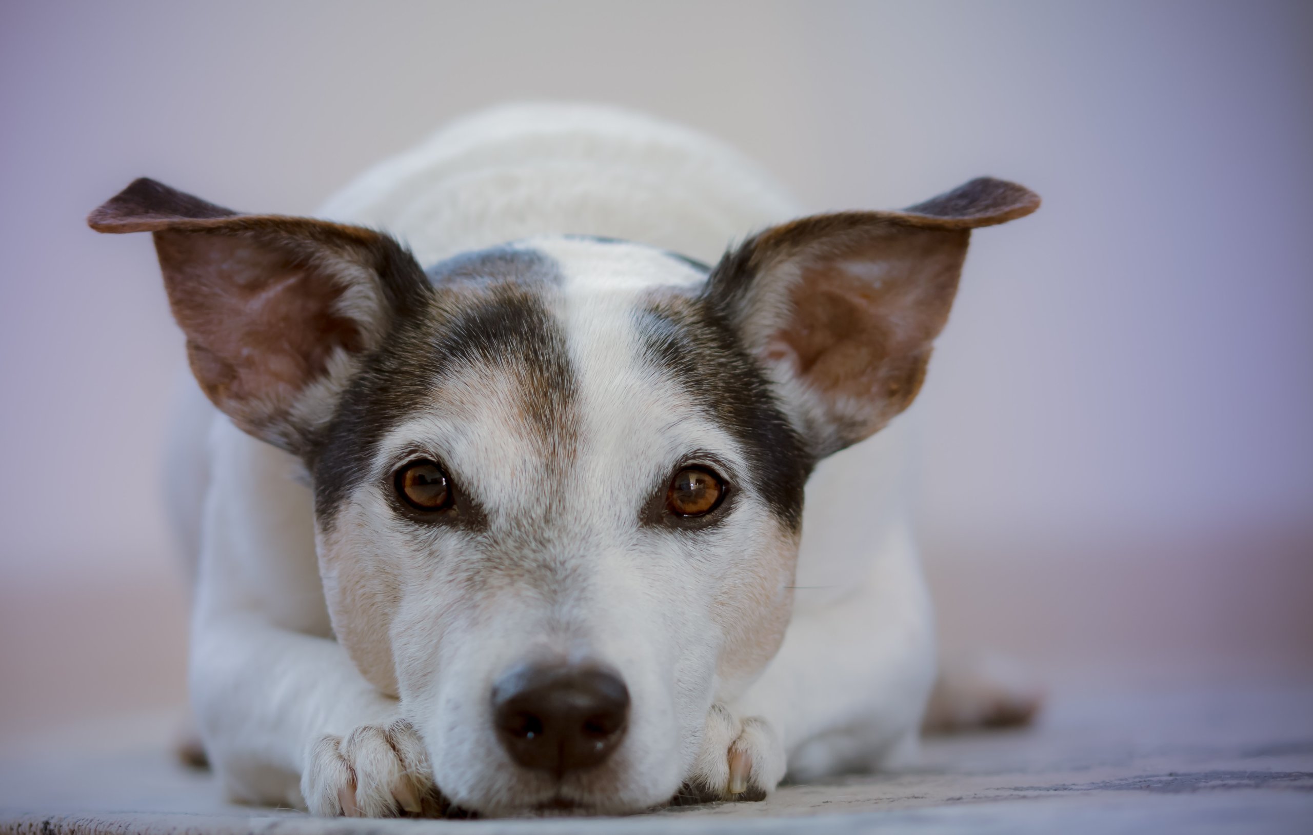 Regular ear cleanings are essential for managing chronic, allergic-based inflammation known as otitis and keeping infections at bay.