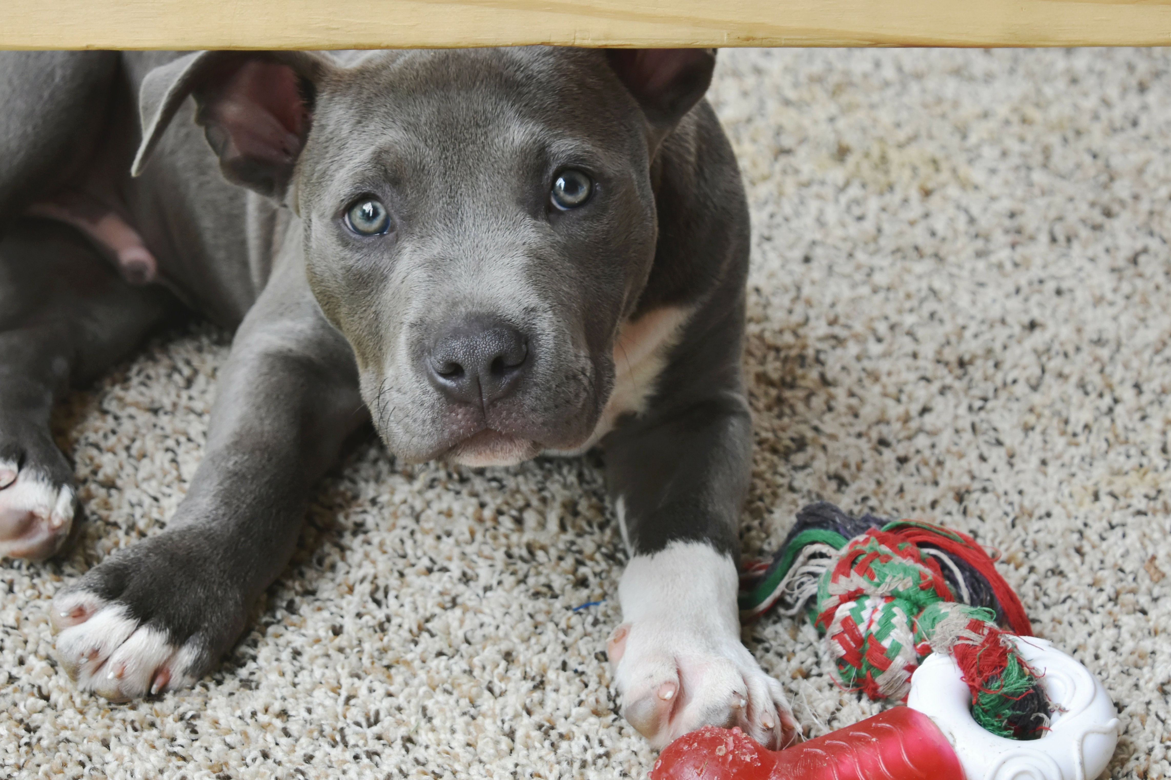 New puppy? Now's the time to consider pet insurance.