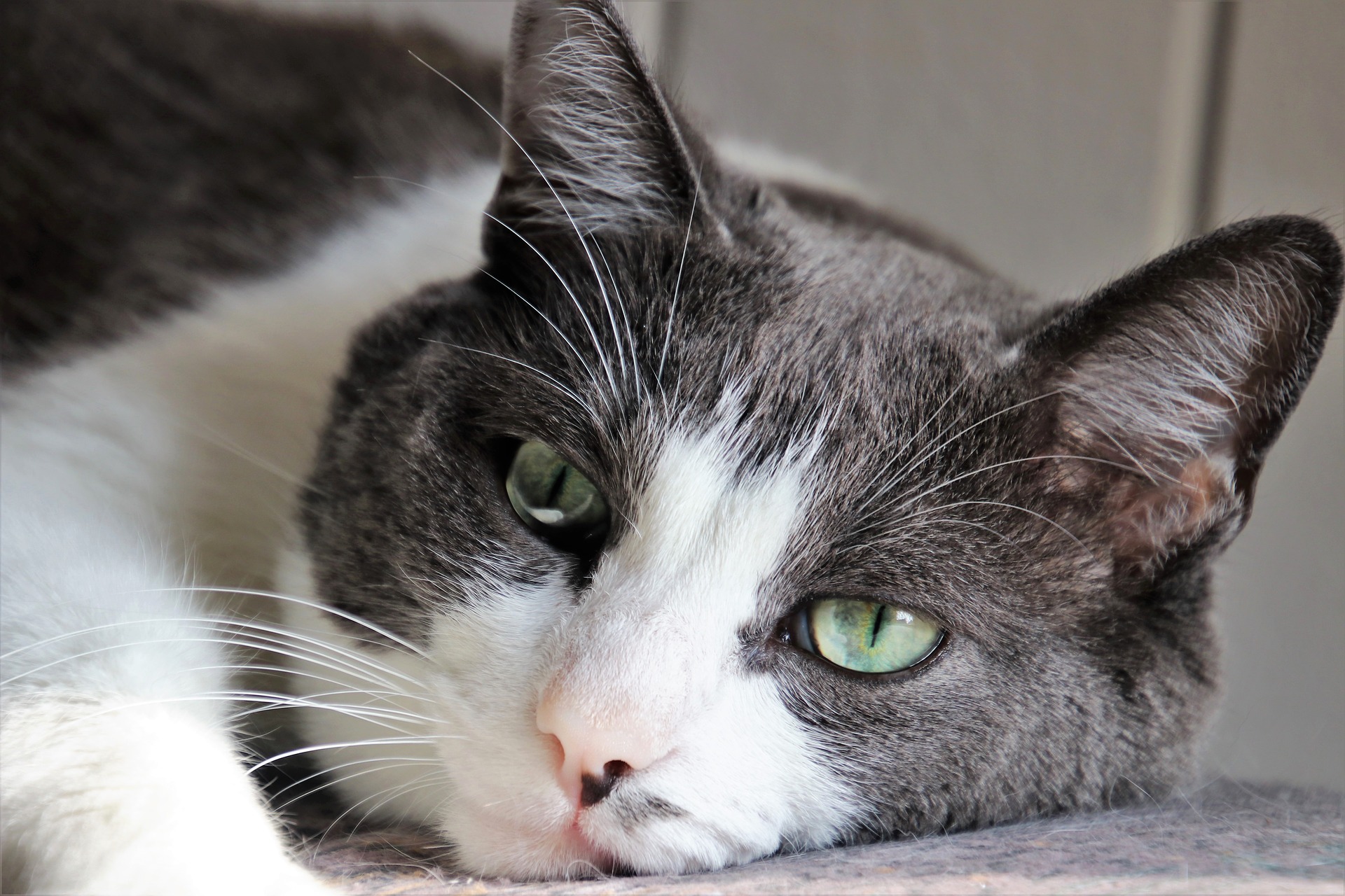 IBD-blog-1 Treating-Tummy-and-Bowel-Diseases-in-Dogs-and-Cats