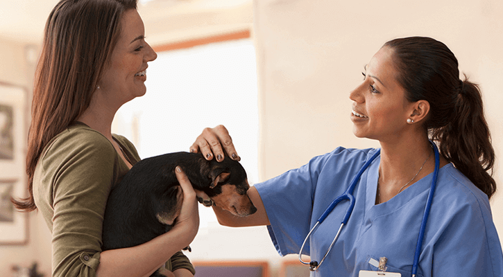 Dogs ticks and fleas treatment in Dalton, GA