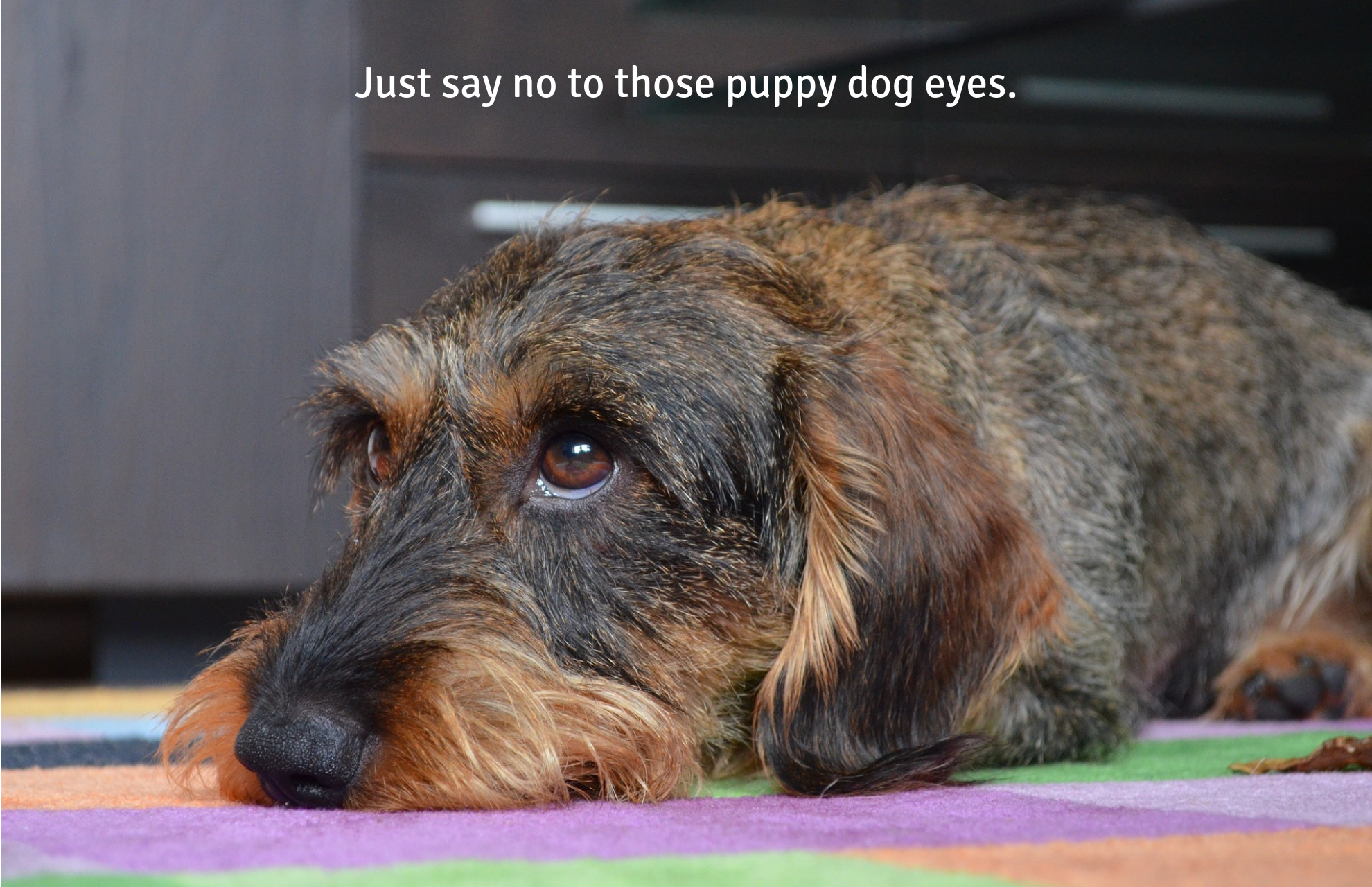 Just say no to those puppy dog eyes.