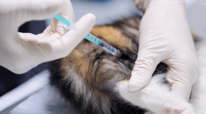 Dog Vaccinations in Dalton, GA