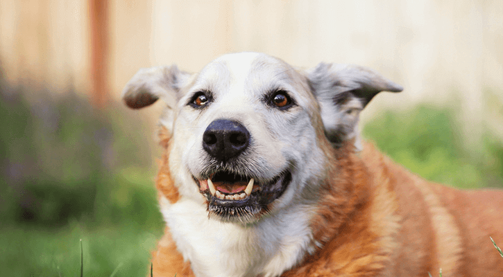 Senior Dog Care in Dalton, GA