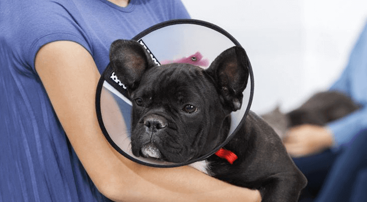 Spay Neuter Spay & Neuter in Dalton, GA