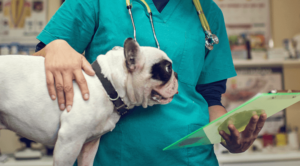Canine surgery in Dalton, GA