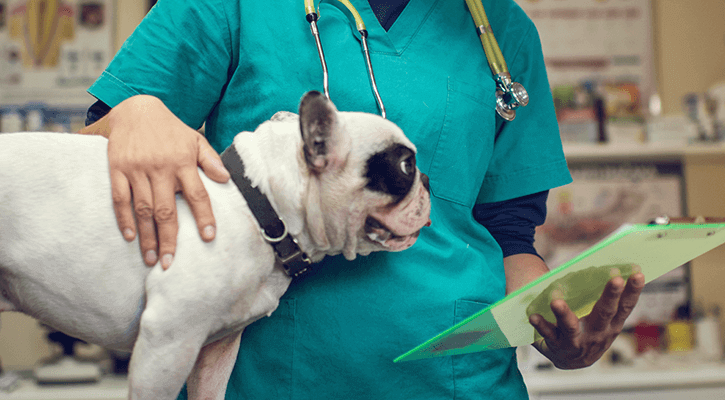 Canine surgery in Dalton, GA