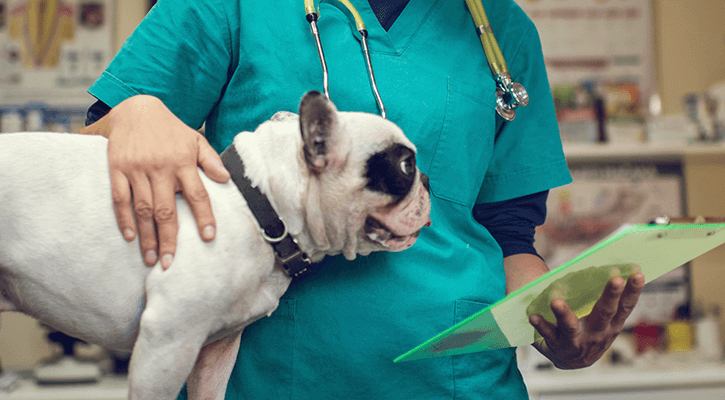Surgery Canine surgery in Dalton, GA