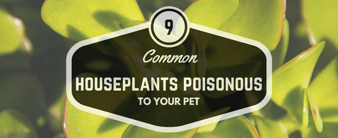 common poisonous houseplants