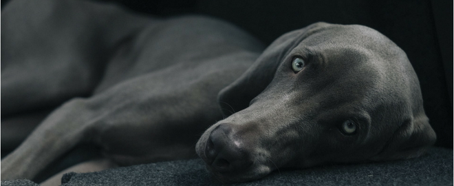 blog-title-can-your-dog-get-the-flu Can Your Dog Get the Flu?