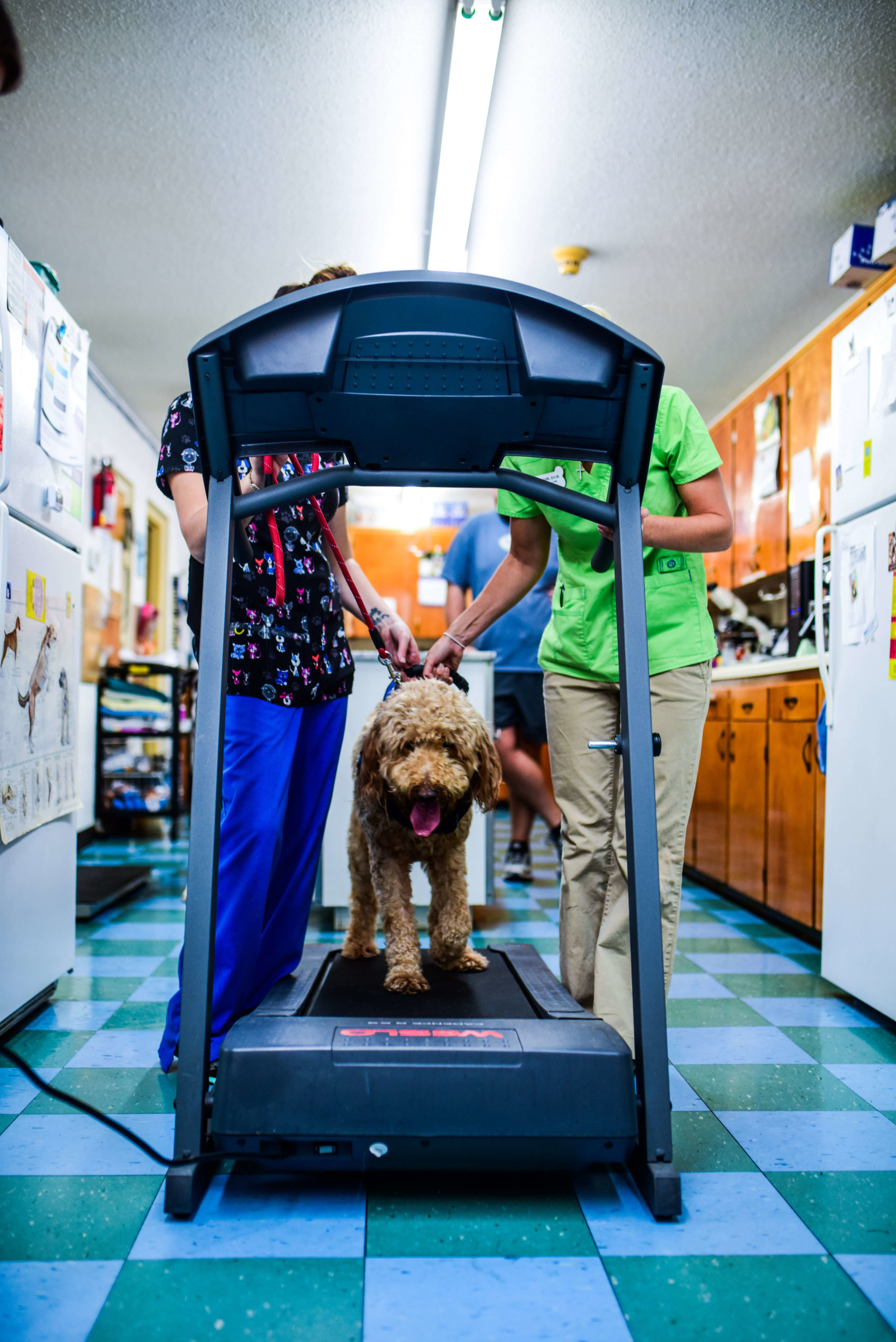 Canine Rehabilitation in Dalton, GA