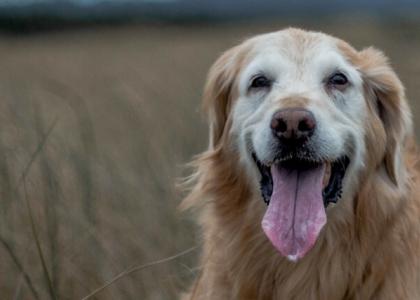 deaf dogs