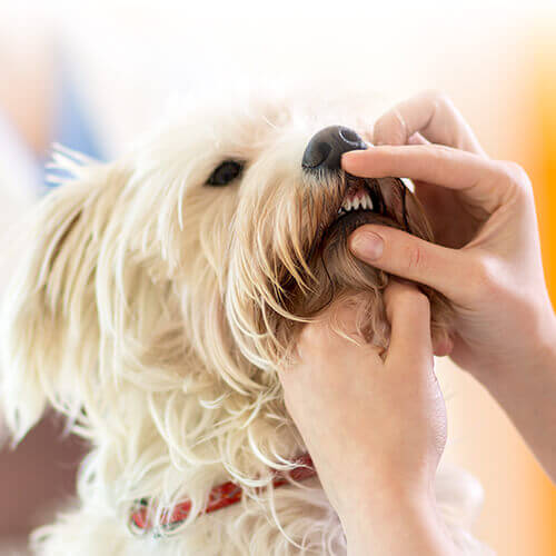 pet dental care in Dalton, GA