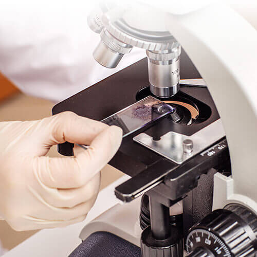 Diagnostics Feline Lab Tests in Dalton, GA