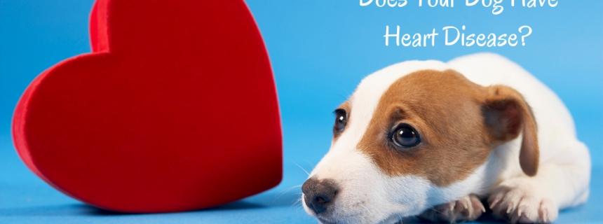 does-your-dog-heart-disease-blog-header