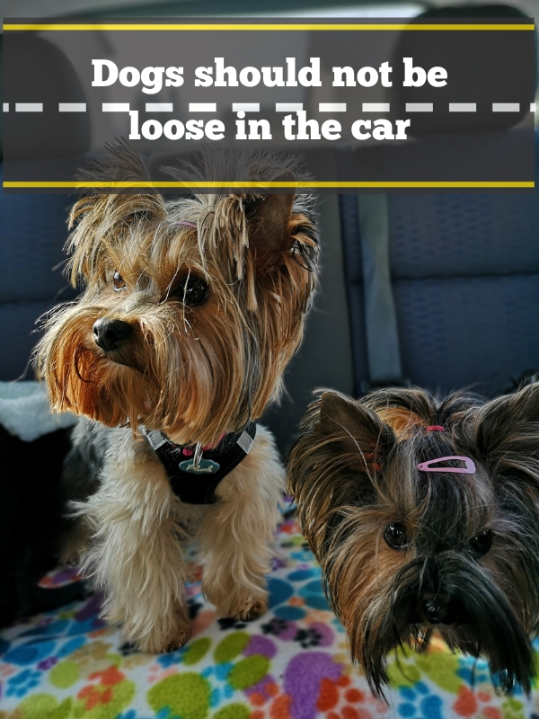 Dogs in back seat of car