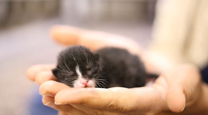Kitten care in Dalton, GA