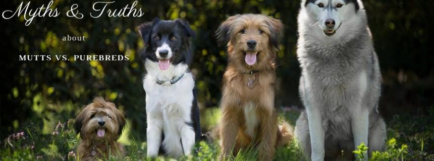Myths and Truths About Mutts vs. Purebreds