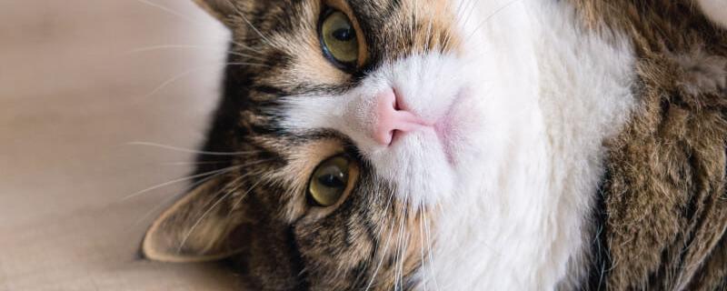 overweight-pet Cat Microchipping in Dalton, GA
