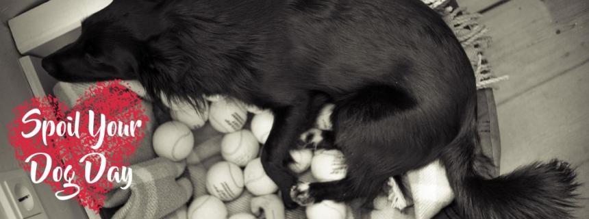 spoil-dog-day-blog-header Celebrate Spoil Your Dog Day with These Fun Ideas