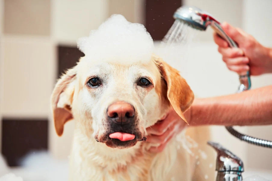 dogbath-904x603 (2) Dog Bath